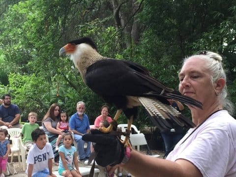 Birds of Prey at the Nursery  Milberger\u002639;s NurseryMilberger\u002639;s Nursery