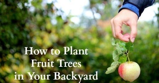 How to plant fruit trees in your backyard