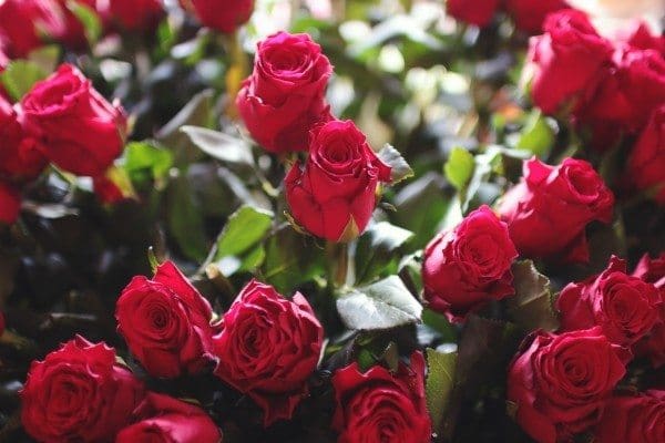 red roses in a garden