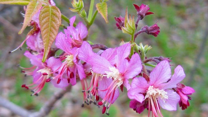 Mexican buckeye blooms