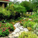 Plant Photo Gallery Milberger S, Milberger’s Landscaping And Nursery San Antonio Tx