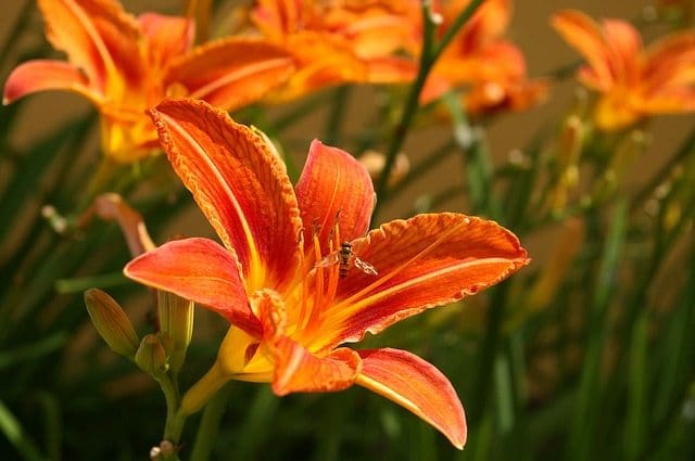 daylily 1511814 640 How Do Day Lillies Grow in Texas