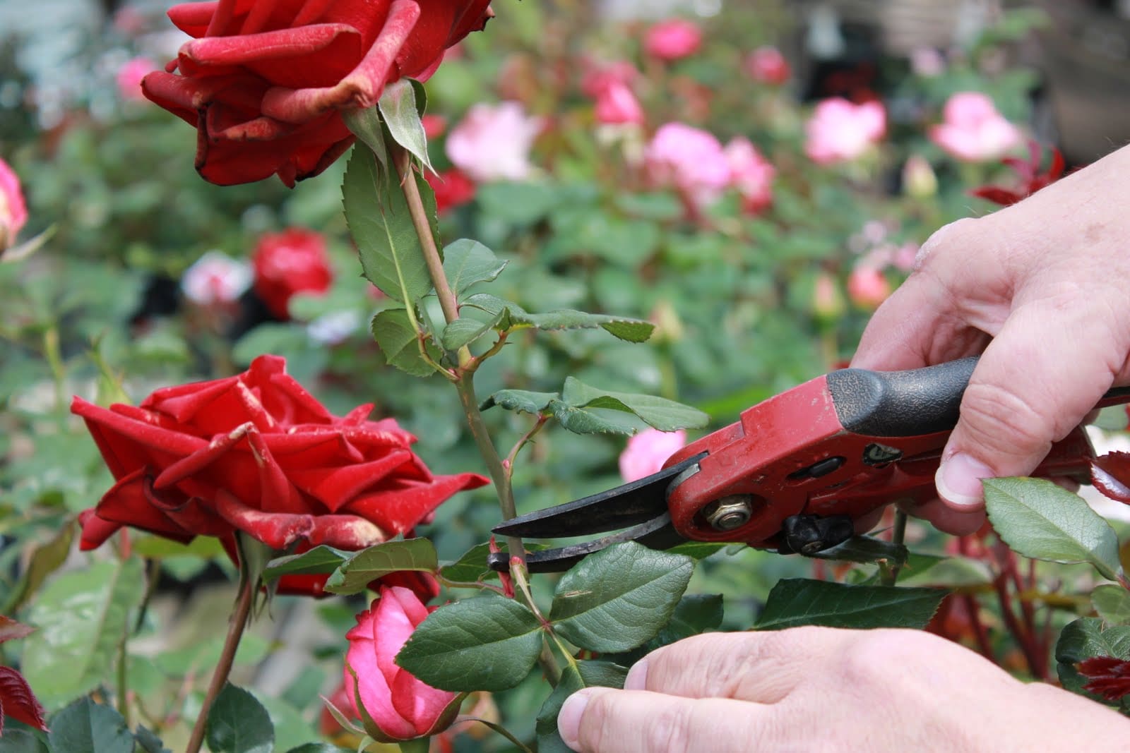 Where Do You Trim Roses After They Bloom at Calvin Crunk blog