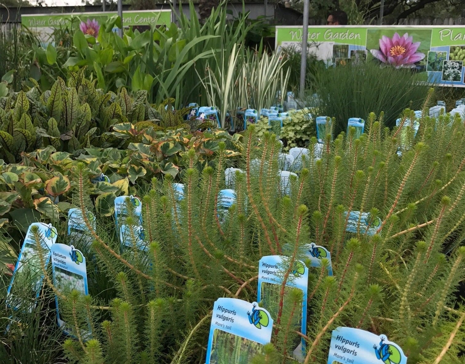 Aquatic plants store near on sale me