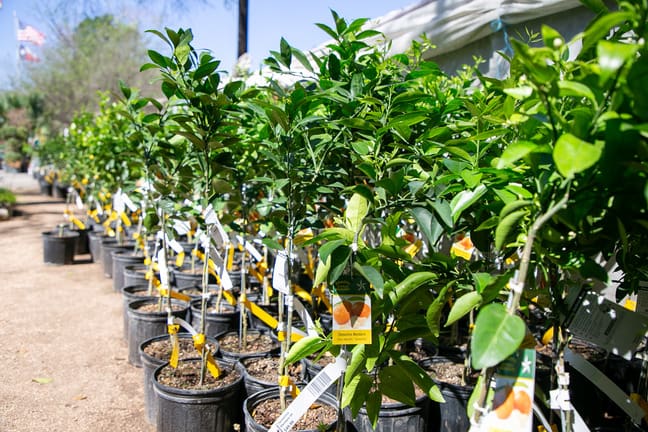 orange tree Milberger's plant nursery san antonio